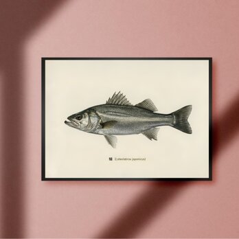 シーバス 鱸 スズキ レトロ ビンテージ ルアーフィッシング 釣り アウトドア ガレージ 雑貨 A4アートポスターのコピー