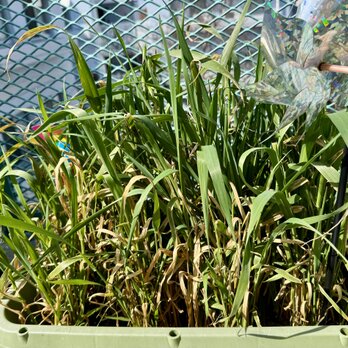 生オーツヘイ うさぎさん用