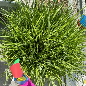 イタリアンライグラス うさぎさん用