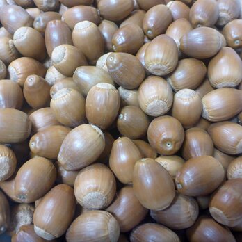 【在庫処分】ドングリ（アベマキ大）25個