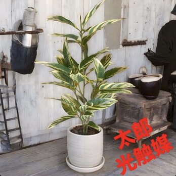 光触媒　人工観葉植物　ウォールグリーン　フェイクグリーン　クテナンテ陶器