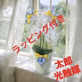 光触媒　人工観葉植物　ウォールグリーン　フェイクグリーン　胡蝶蘭7035aj