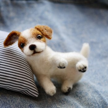 クッションで寝そべる ジャックラッセルテリア