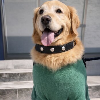 【一点物】ブラックレザー首輪×ドーム型シルバーパーツ　大型犬用　ハンドメイドシルバーパーツ