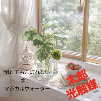 光触媒　人工観葉植物　ウォールグリーン　フェイクグリーン　マジカルウォーター