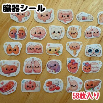 【大まかカット】臓器シール　医療学生　看護学生　クエスチョンバンク　