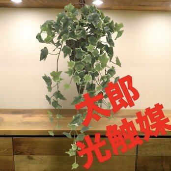 光触媒　人工観葉植物　ウォールグリーン　フェイクグリーン　壁掛け斑入りアイビー