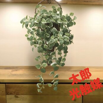 光触媒　人工観葉植物　ウォールグリーン　フェイクグリーン　壁掛けプミラ