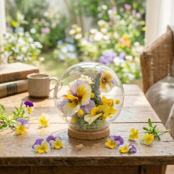春のガラスドーム　パンジーとビオラ　ミモザ　Spring インテリア　母の日　送別会