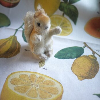 シトラス　ティータオル　ショート　Cavallini　アメリカ