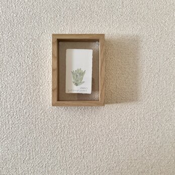 原画　ふきのとう / Butterbur sprout（額装込み）