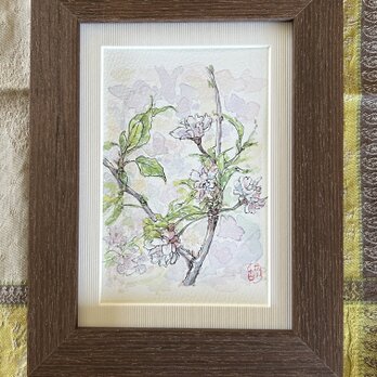 桜(水彩画、原画、桜、春、フレーム付き)