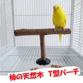 T型パーチ＜柿の天然木＞止まり木、文鳥、インコ、オウム、小鳥、パーチ