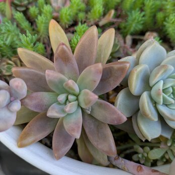 多肉植物　 秋麗　3つ　カット苗　