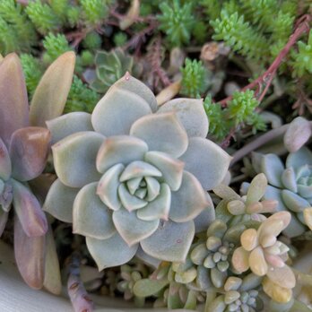 多肉植物　 白牡丹　2つ　カット苗　