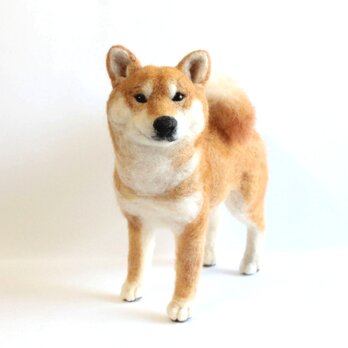 柴犬