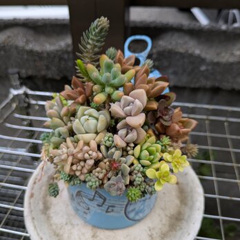 多肉植物 カラフルな多肉の演奏会寄せ
