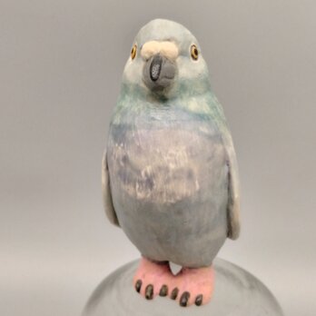 200gAs　カワラバトペンギン