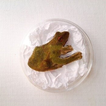 【受注作製】標本ブローチ(蛙)の画像