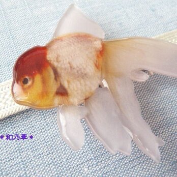 丹頂カラー金魚（帯留め　大）ランチュウ系の画像