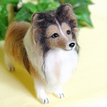 ★【シェルティ 　セイブル　犬　大きめ】