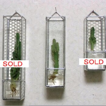 水耕サボテンホルダーの画像