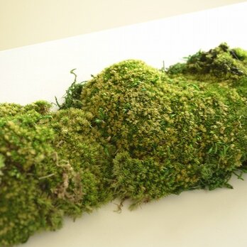 Interior green (moss)の画像