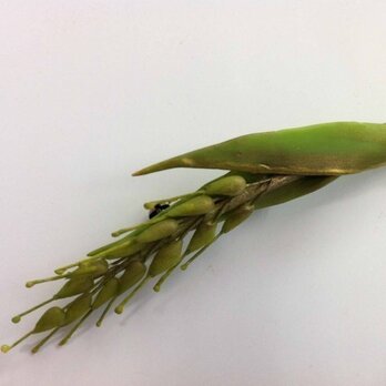 麦の穂のブローチ