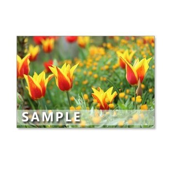 1029）「キュートな春のチューリップ (100)」　　5枚組ポストカードの画像