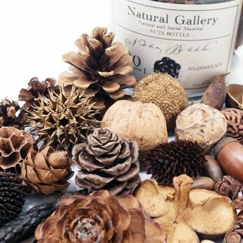 ナッツボトル・30種類の木の実の標本（再販）の画像