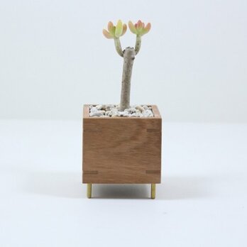 鉢（多肉植物付き　八千代）