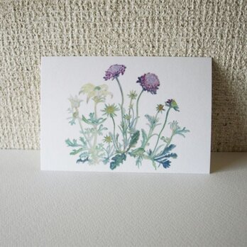 ポストカード　花紫白　10枚組の画像
