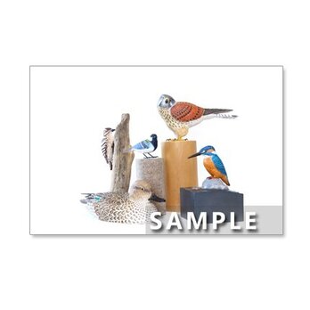141）鳥の世界　バードカービング     ポストカード5枚組　の画像