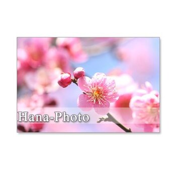 1058）梅、猫柳、福寿草で春の息吹を　　5枚組ポストカードの画像