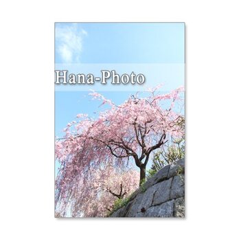 1062）桜の季節の風景　5枚組ポストカードの画像