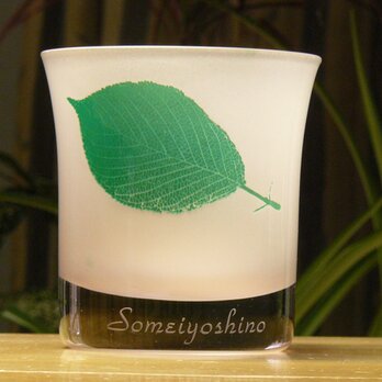 葉っぱロックグラス　ソメイヨシノ（1個）の画像