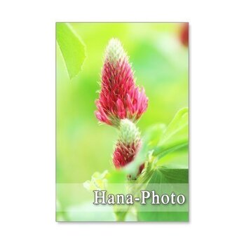 168）Postcard 5枚組　藤　バラ　美しい初夏の花たちの画像