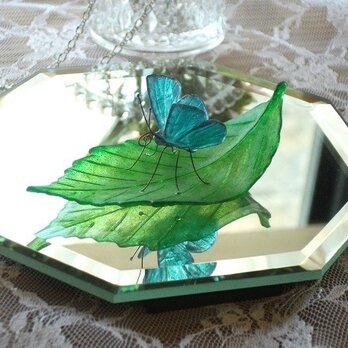 ガラスの蝶 ルーミスシジミ on リーフの画像