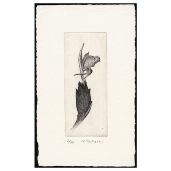 茗荷の花 / 銅版画 (額なし）の画像