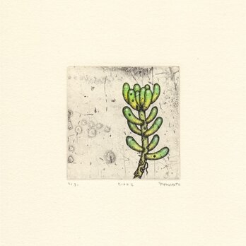 多肉植物の銅版画02 カラータイプ2の画像