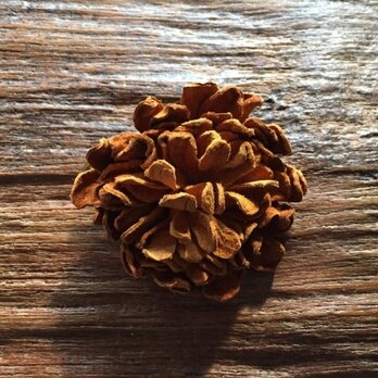 革花のカブトピン MSP  金具4cm キャメルの画像