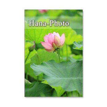 1074)　蓮の花、水連、水の風景　　　5枚組ポストカードの画像