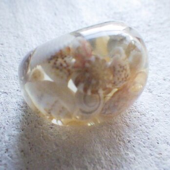 Ocean Seashell Ringの画像