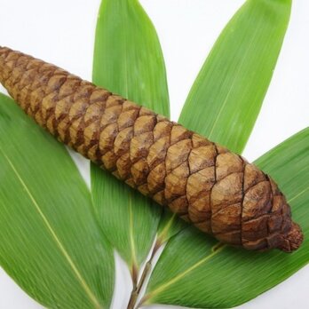 ロングな松ぼっくり