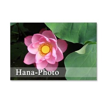 1068)　蓮の花　　セット　5枚組ポストカードの画像