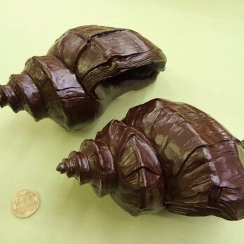 存在感のある「エゾほら貝」