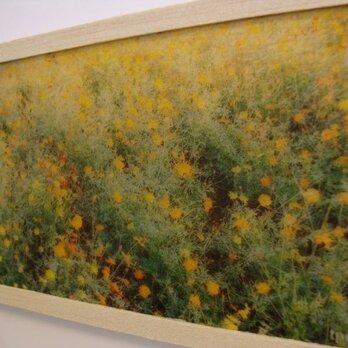 yellow flowersの画像