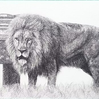 草原のライオンの画像