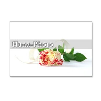 1008 セット　5枚選べるポストカード　　「深紅のバラとバイカラーのバラのカード　1008」の画像