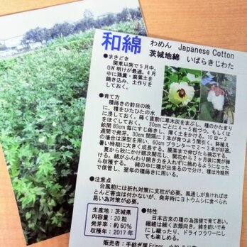 和綿の種　※販売期間3/1〜5/22まで